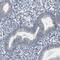 RNA Binding Motif Protein 47 antibody, PA5-52282, Invitrogen Antibodies, Immunohistochemistry frozen image 