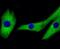 Mitogen-Activated Protein Kinase Kinase 2 antibody, NBP2-67332, Novus Biologicals, Immunofluorescence image 