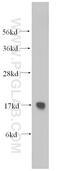 Ribosomal Protein S15 antibody, 14957-1-AP, Proteintech Group, Western Blot image 