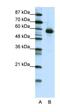 NFIL3 antibody, orb329998, Biorbyt, Western Blot image 