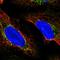 11-cis retinol dehydrogenase antibody, HPA063345, Atlas Antibodies, Immunofluorescence image 