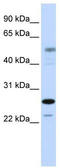 Homologous-pairing protein 2 homolog antibody, TA342446, Origene, Western Blot image 