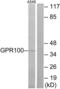 Relaxin-3 receptor 2 antibody, LS-C120602, Lifespan Biosciences, Western Blot image 