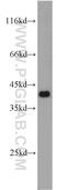 NudE Neurodevelopment Protein 1 antibody, 10233-1-AP, Proteintech Group, Western Blot image 