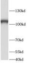 S1 RNA Binding Domain 1 antibody, FNab08214, FineTest, Western Blot image 