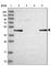 Galactokinase 2 antibody, HPA048267, Atlas Antibodies, Western Blot image 