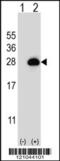 Ras-related protein Rab-3B antibody, 56-725, ProSci, Western Blot image 
