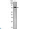 Kelch Like Family Member 25 antibody, LS-C812681, Lifespan Biosciences, Western Blot image 