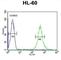 Homeobox protein Hox-A3 antibody, abx034560, Abbexa, Western Blot image 