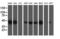 Signal Sequence Receptor Subunit 1 antibody, LS-C173164, Lifespan Biosciences, Western Blot image 