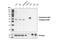 RAC-gamma serine/threonine-protein kinase antibody, 3788S, Cell Signaling Technology, Western Blot image 