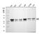 JunB Proto-Oncogene, AP-1 Transcription Factor Subunit antibody, A01825-3, Boster Biological Technology, Western Blot image 