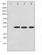 GAPDH antibody, TA347819, Origene, Western Blot image 