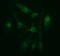 Ciliogenesis Associated TTC17 Interacting Protein antibody, M14789, Boster Biological Technology, Immunofluorescence image 