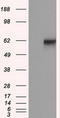 Atrial natriuretic peptide receptor 3 antibody, CF501078, Origene, Western Blot image 