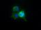 Telomerase Reverse Transcriptase antibody, MA5-16034, Invitrogen Antibodies, Immunofluorescence image 