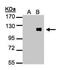 Zinc Finger Protein 281 antibody, PA5-28290, Invitrogen Antibodies, Western Blot image 