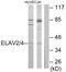 ELAV-like protein 3 antibody, PA5-38596, Invitrogen Antibodies, Western Blot image 