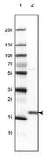 CPI17 antibody, NBP2-37897, Novus Biologicals, Western Blot image 