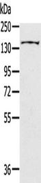 Slit Guidance Ligand 2 antibody, TA351720, Origene, Western Blot image 