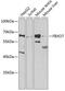 F-box only protein 7 antibody, GTX65829, GeneTex, Western Blot image 