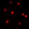 CREB Binding Protein antibody, orb256471, Biorbyt, Immunofluorescence image 