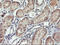 SPG7 Matrix AAA Peptidase Subunit, Paraplegin antibody, M04104, Boster Biological Technology, Immunohistochemistry paraffin image 
