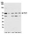 Polo Like Kinase 1 antibody, A300-250A, Bethyl Labs, Western Blot image 
