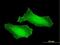 Potassium Channel Tetramerization Domain Containing 7 antibody, H00154881-B01P, Novus Biologicals, Immunofluorescence image 