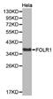 Folate Receptor Alpha antibody, MBS126872, MyBioSource, Western Blot image 
