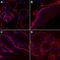 Laminin Subunit Alpha 1 antibody, MAB4656, R&D Systems, Immunohistochemistry frozen image 