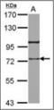 Arachidonate 12-lipoxygenase, 12S-type antibody, orb314365, Biorbyt, Western Blot image 