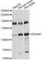 DEAD-Box Helicase 46 antibody, MBS128969, MyBioSource, Western Blot image 