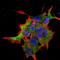 FYN Proto-Oncogene, Src Family Tyrosine Kinase antibody, orb99261, Biorbyt, Immunofluorescence image 
