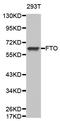 FTO Alpha-Ketoglutarate Dependent Dioxygenase antibody, abx125855, Abbexa, Western Blot image 