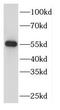 HIP-55 antibody, FNab02257, FineTest, Western Blot image 