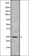 Mitochondrially Encoded Cytochrome C Oxidase II antibody, orb336887, Biorbyt, Western Blot image 