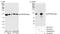 Serine/threonine-protein phosphatase 4 regulatory subunit 3B antibody, A300-842A, Bethyl Labs, Western Blot image 