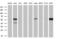 Cytoplasmic dynein 1 light intermediate chain 1 antibody, MA5-25194, Invitrogen Antibodies, Western Blot image 