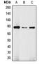 DBF4 Zinc Finger antibody, MBS822229, MyBioSource, Western Blot image 