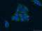 Peroxisomal Biogenesis Factor 13 antibody, 26649-1-AP, Proteintech Group, Immunofluorescence image 