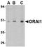 Fructose-Bisphosphatase 1 antibody, orb5232, Biorbyt, Western Blot image 