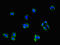 Non-Compact Myelin Associated Protein antibody, LS-C399207, Lifespan Biosciences, Immunofluorescence image 