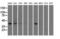 3-Hydroxyisobutyryl-CoA Hydrolase antibody, LS-C115329, Lifespan Biosciences, Western Blot image 