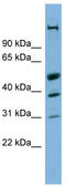 CREB/ATF BZIP Transcription Factor antibody, TA342408, Origene, Western Blot image 