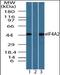 Eukaryotic initiation factor 4A-I antibody, orb96252, Biorbyt, Western Blot image 