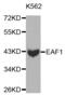 ELL-associated factor 1 antibody, abx000802, Abbexa, Western Blot image 
