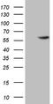 4-Aminobutyrate Aminotransferase antibody, TA806969S, Origene, Western Blot image 