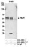 Transducin Beta Like 1 X-Linked Receptor 1 antibody, A300-408A, Bethyl Labs, Immunoprecipitation image 
