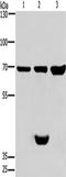 CDK5 and ABL1 enzyme substrate 1 antibody, TA349729, Origene, Western Blot image 
